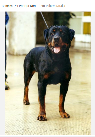 hotelzinho petcenter zona norte s&atilde;o paulo santana