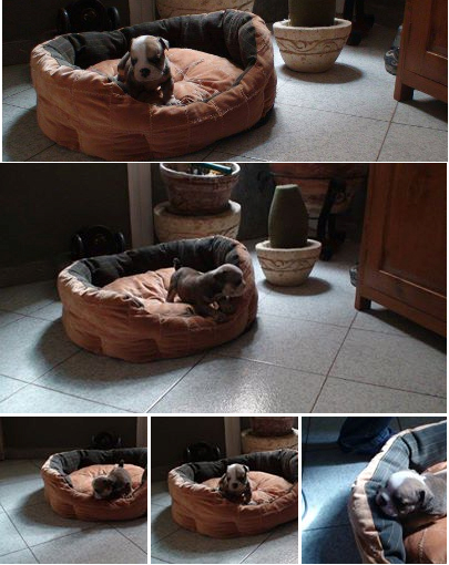 filhotes em s&atilde;o paulo